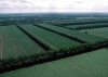 hollanda nın 2020 yılı tarım ürünleri ihracatı