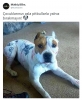 pitbull saldırısında yapılacaklar / #1657060