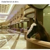 türkiye de insan olmak vs dubai de at olmak / #1956524