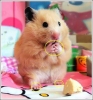 hamster beslemek
