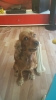 köpeklerin dostluğu aralarına kemik atılana kadar / #1128781