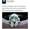 alaska kurbağası / #1146126