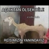 bayat ekmek yeriz erdoğan dan vazgeçmeyiz / #2359907