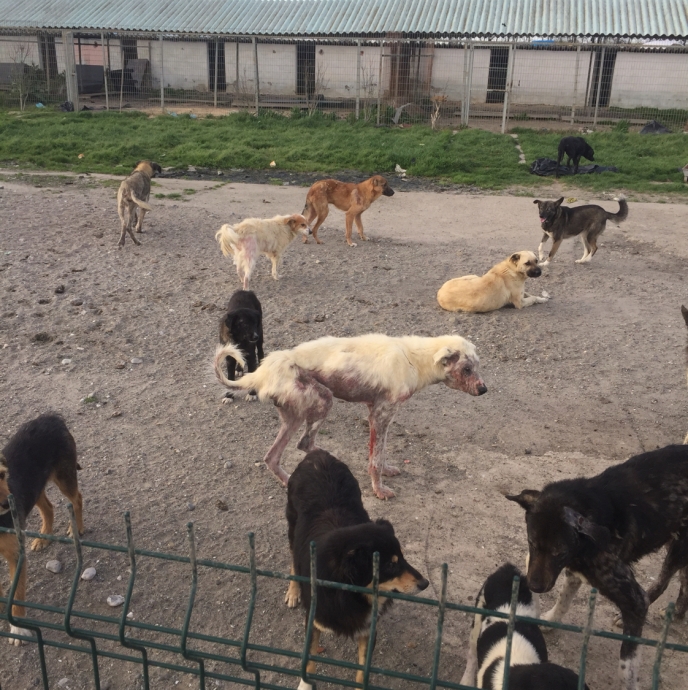 04 04 2018 ipsala hayvan barınağı rezaleti