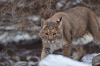 bobcat / #1727191