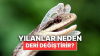 31 günde 31 kere 31 çekmek