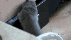 kedi ve köpeklerin olmadığı sokaklar istiyoruz / #1441470