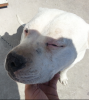 dogo argentino