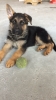 köpek alırken bilinmesi gerekenler / #1547155