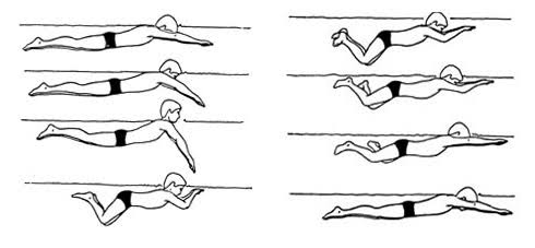 Брасс техника плавания схема