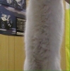 anın görüntüsüne kedi fotoğrafı atma yasağı