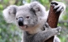 asiti kaçmış koala / #1008676