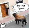 evde kal türkiye / #1999947