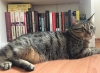 devamlı kedi fotoğrafı paylaşan tip / #2024171