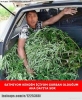 aha dayıya söyle / #1275467
