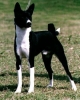 basenji