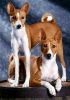 basenji