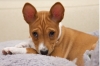 basenji