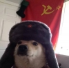 moskof köpeği / #1355402