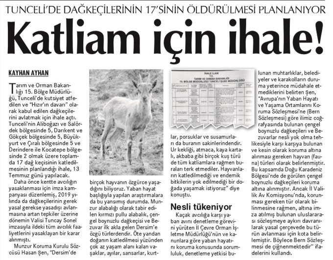 tunceli de dağ keçilerini avlama ihalesi