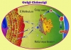 golgi cisimciği / #1165722