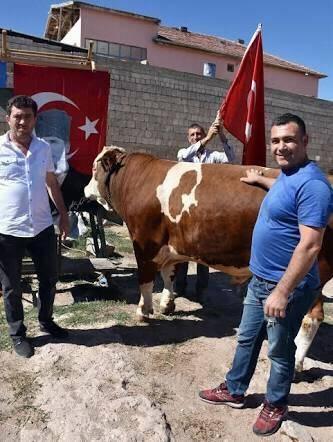 rte ye hediye edilecek ay yıldızlı kurbanlık boğa