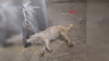 denizli de köpeğe tecavüz olayı / #2162934