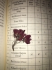 kitap arasında çiçek kurutan insan / #1589622