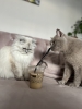 kahve içen kedi / #2366160