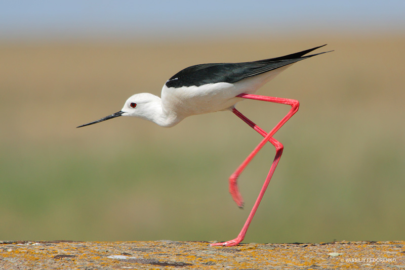 Uzunbacak Kusu Uludag Sozluk