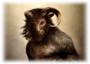 satyr