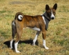 basenji