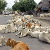 hindistan da inek olmak