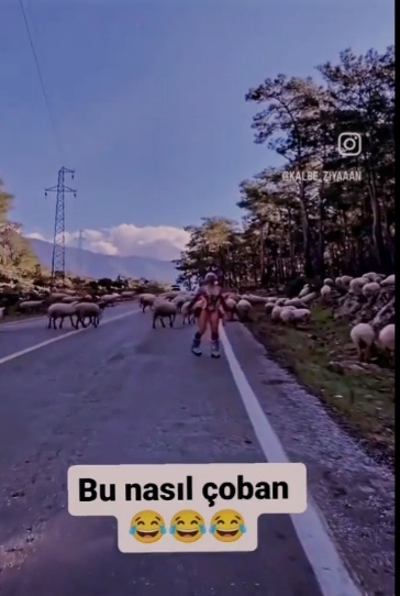 koyun çobanı
