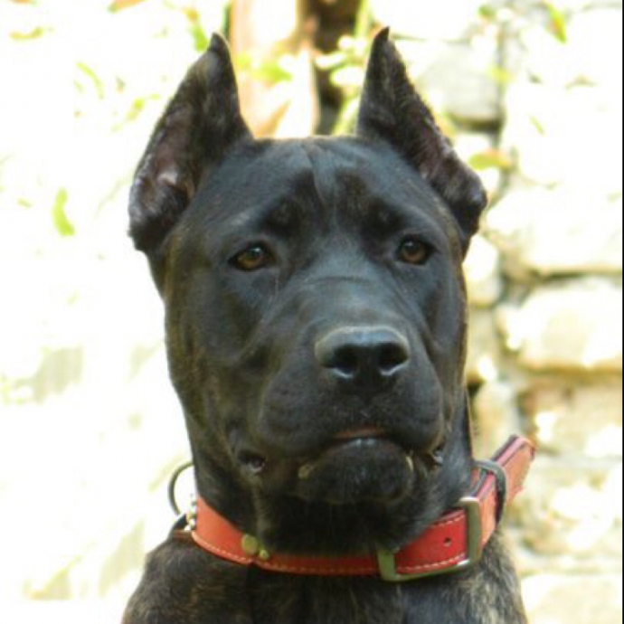 en asil köpek cinsi uludağ sözlük