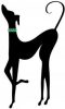 greyhound / #1512678