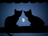 kedi