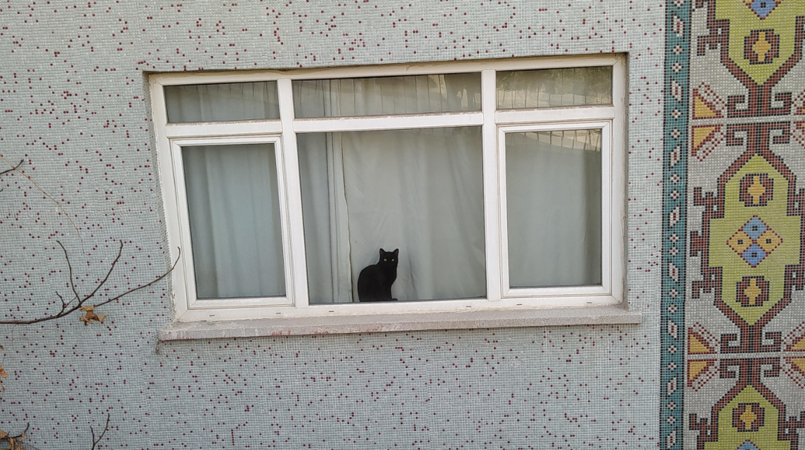 pencereden dışarıyı izleyen kedi
