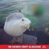 simit atılan martının kaşarlısı yok muydu demesi / #1299373