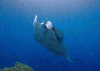 manta