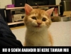 sözlükte yazan kızlar vurdurmaya meyillidir / #1217145