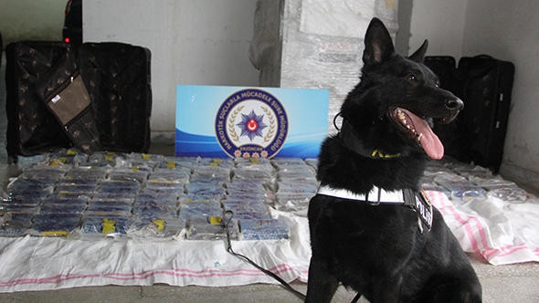 vazifesini yapmış narkotik köpeği tatlılığı