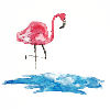 flamingo