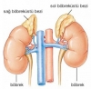 böbrek üstü bezi / #1258104