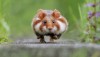 hamster