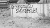 kara sineklerin çok uyuz bir hayvan olması / #1186809