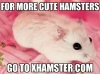 hamster