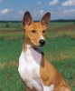 basenji