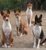 basenji