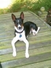 basenji